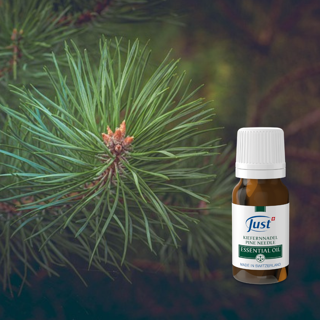 Pine Needle Essential Oil