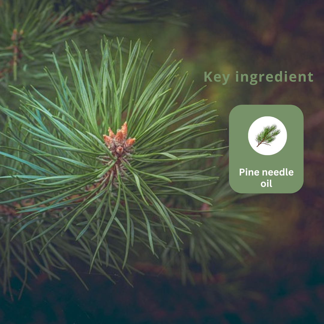 Pine Needle Essential Oil