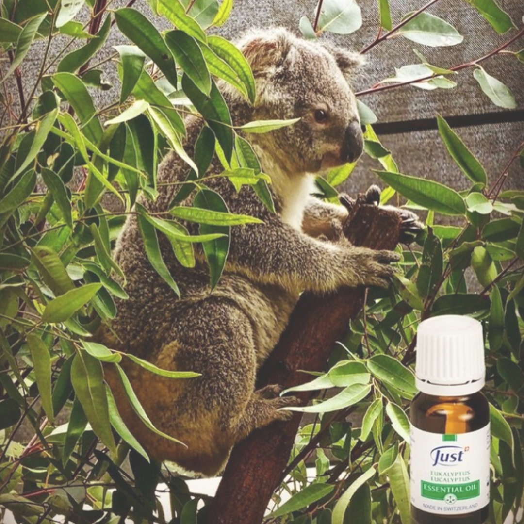 Eucalyptus Essential Oil
