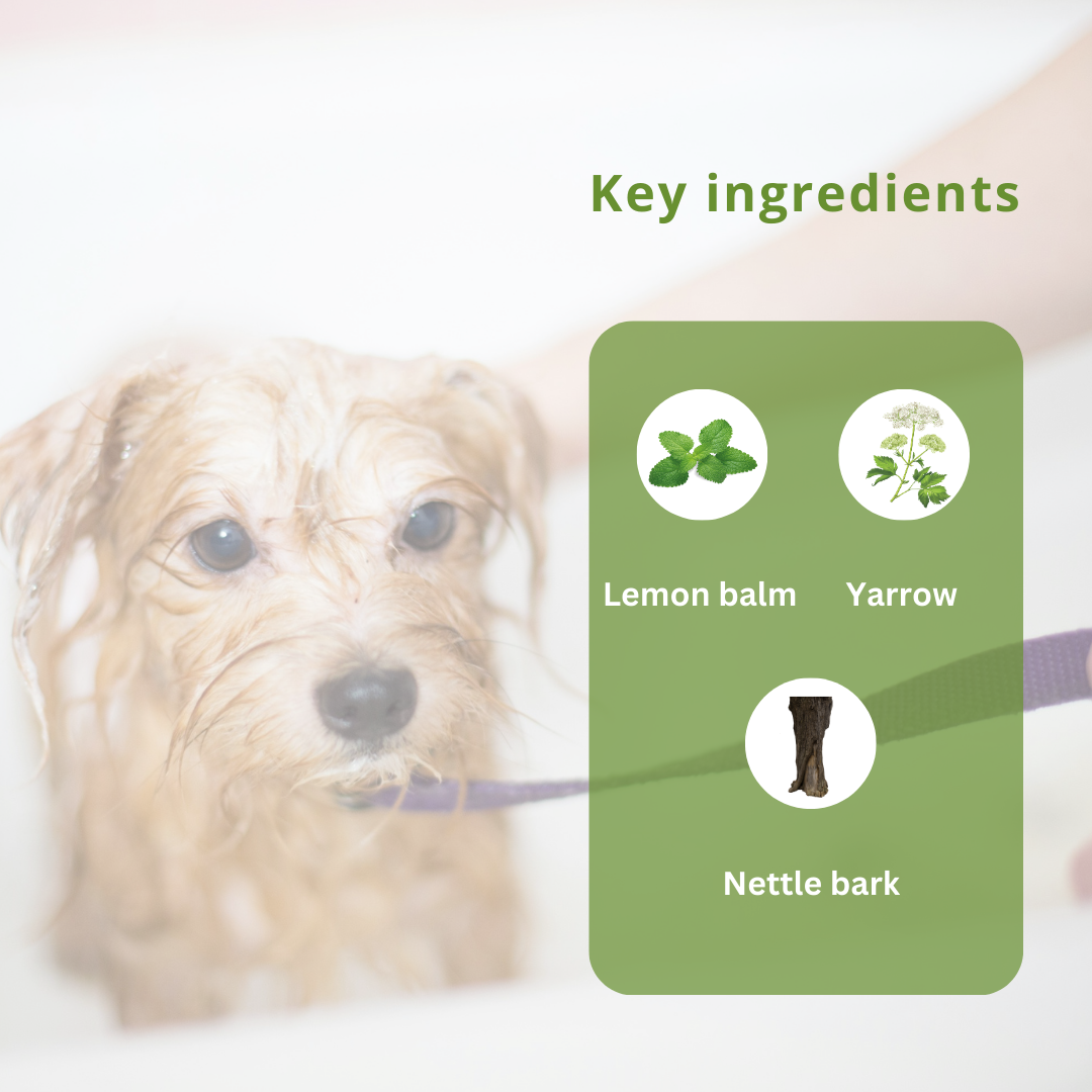 Pet Care Shampoo